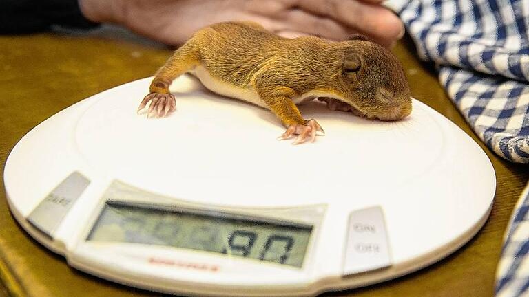 Stolze 80 Gramm bringt Knut auf die Waage, 50 Gramm hat er im Würzburger Tierheim bereits zugelegt. Stolze 80 Gramm bringt Knut auf die Waage, 50 Gramm hat er im Würzburger Tierheim bereits zugelegt.