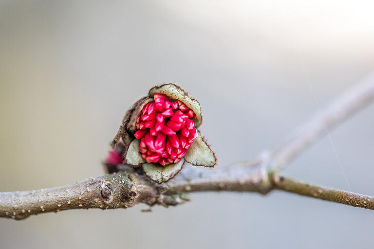 Exotischer Baum mit extrem hartem Holz: So schön blüht der persische Eisenholzbaum (Parrotia persica). Exotischer Baum mit extrem hartem Holz: So schön blüht der persische Eisenholzbaum (Parrotia persica).