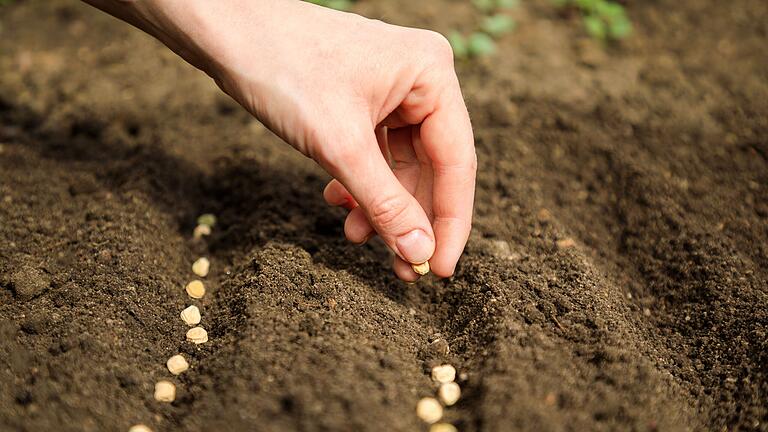 Ab April können schon einige Gemüsesorten im Garten gesät werden.