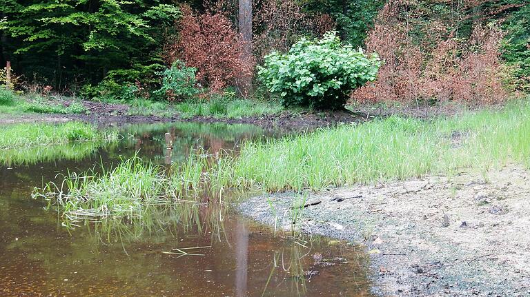 Immer öfters trocken Feuchtbiotope (Foto aus dem Oberen Spitalholz im Schweinfurter Stadtwald) aus, temporäre Quellen versiegen, die Oberläufe der Bäche bleiben trocken. Immer öfters trocken Feuchtbiotope (Foto aus dem Oberen Spitalholz im Schweinfurter Stadtwald) aus, temporäre Quellen versiegen, die Oberläufe der Bäche bleiben trocken.