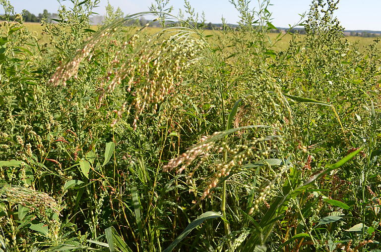 Da sich Hirse nur schlecht biologisch 'sauber' halten lässt, stellen die Beikräuter zwischen den Hirsepflanzen ein Problem für Biobauern dar, da sie keine Herbizide einsetzen dürfen. Wird die Hirse als Silage an Tiere verfüttert, sind die Nebengewächse kein so großes Problem. Da sich Hirse nur schlecht biologisch 'sauber' halten lässt, stellen die Beikräuter zwischen den Hirsepflanzen ein Problem für Biobauern dar, da sie keine Herbizide einsetzen dürfen. Wird die Hirse als Silage an Tiere verfüttert, sind die Nebengewächse kein so großes Problem.