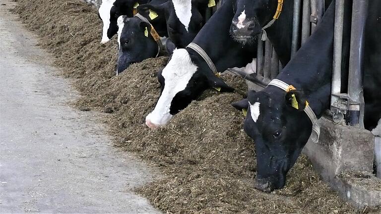 Kühe imStall       -  Eigentlich soll eine staatliche Ausnahmeregelung helfen, dass Landwirte, die in trockenen Regionen Vieh halten, ausreichend Futtervorräte anlegen können. Doch nach Meinung von Landwirten kommt die Erlaubnis für dieses Jahr zu spät.Heike Beudert