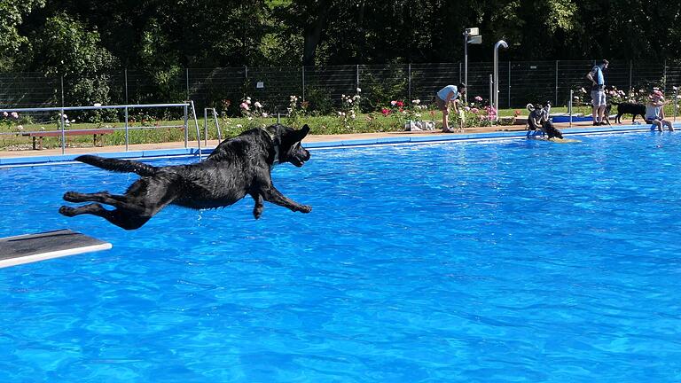 Vom Sprungbrett aus elegant übers Wasser fliegen kann die Labrador-Retriver-Hündin Holly aus Schwebheim. Vom Sprungbrett aus elegant übers Wasser fliegen kann die Labrador-Retriver-Hündin Holly aus Schwebheim.