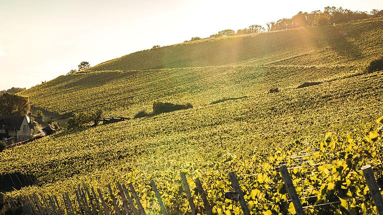 Die Weinlage Würzburger Stein in der Abendsonne: Sollte es im Herbst genügend Sonnenstunden geben, könnte der Jahrgang 2023 besonders gut werden.