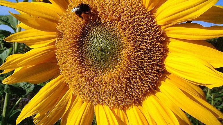 Insekten brauchen Blühpflanzen und vernetzte Biotope, um sich wieder zu erholen.