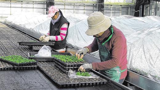 Reine Handarbeit: Stecklinge, die gut verpackt und gekühlt aus Europa und Afrika kommen, werden gepflanzt. Unter Folie (im Hintergrund) können sie dann heranwachsen.