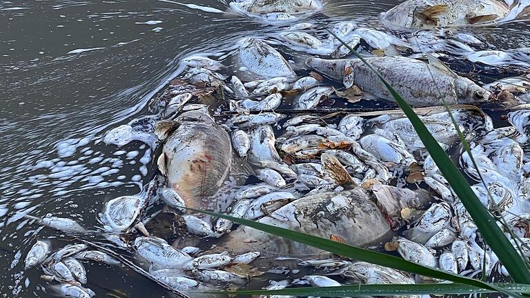 Kein schöner Anblick: Tote Fische im Königmarksee.