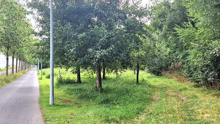 Auf dieser Streuobstwiese rechts vom Radweg an der Pont-l'Evêque-Allee plant die Gemeinde Veitshöchheim eine Skate-/Basketball-/Rollhockey-Anlage.