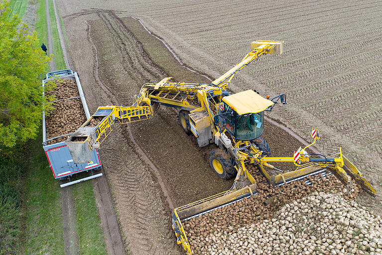 Viele Landwirte befürchten derzeit noch hohe Rodeverluste, wenn ihr Zuckerrüben schon jetzt geerntet würden. Weil die Rüben noch klein sind, könnten sie beim Verladen in der Lademaus unten herausfallen. Viele Landwirte befürchten derzeit noch hohe Rodeverluste, wenn ihr Zuckerrüben schon jetzt geerntet würden. Weil die Rüben noch klein sind, könnten sie beim Verladen in der Lademaus unten herausfallen.