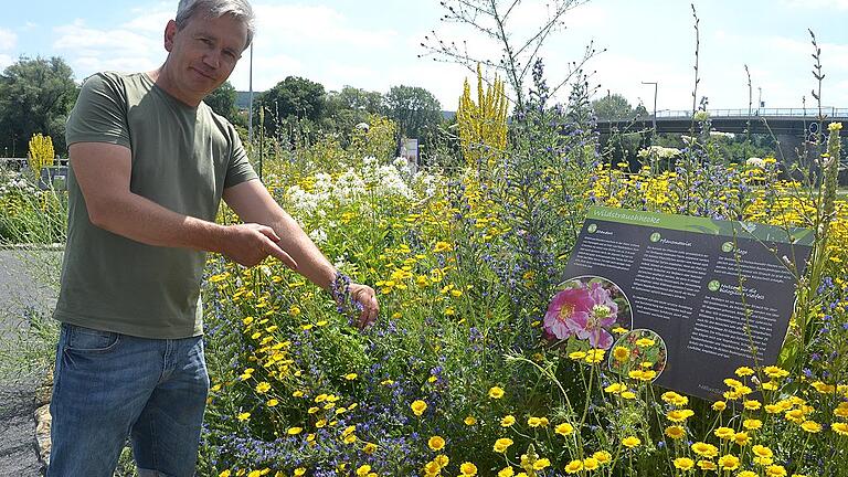 Hilmar Keller, Kreisfachberater für Gartenkultur und Landespflege, präsentiert den NaturSchauGarten in Himmelstadt. Zu sehen ist ein Beet mit Färberkamille, Natternköpfen und Seifenkraut.