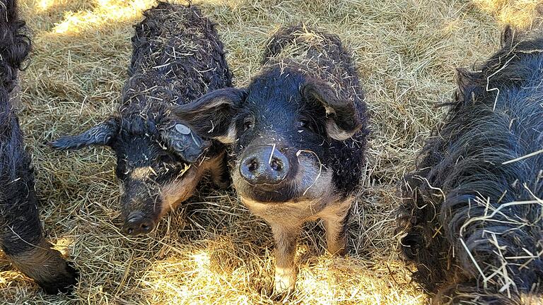 Die Wollschweine von der Vögnitzmühle in Vögnitz. Sie sind sehr robust und leben den Großteil des Jahres im Freien. Die Wollschweine von der Vögnitzmühle in Vögnitz. Sie sind sehr robust und leben den Großteil des Jahres im Freien. 