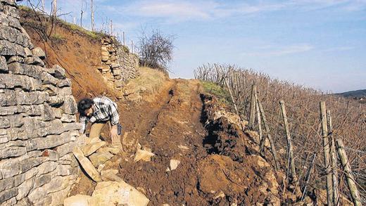 Nur ein Aufgabengebiet: Durch die Wiederherstellung der Trockenmauern in den Weinbergen hat der Landschaftspflegeverband nicht nur wichtigen Lebensraum vieler Tiere geschaffen, sondern auch ein attraktives Element im Landschaftsbild.  Foto: Landschaftspflegeverband