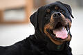 Rottweiler Welpe.jpeg       -  Rottweiler sind eine beliebte und teure Hunderasse.