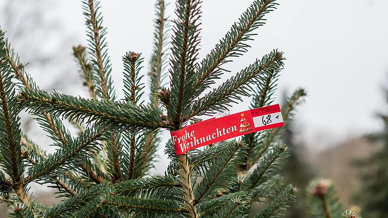 Den schönsten Weihnachtsbaum aussuchen. Dieses Ziel haben viele in der Adventszeit.&nbsp;&nbsp;