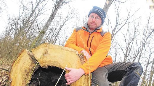 Totholz macht den Wald erst richtig lebendig