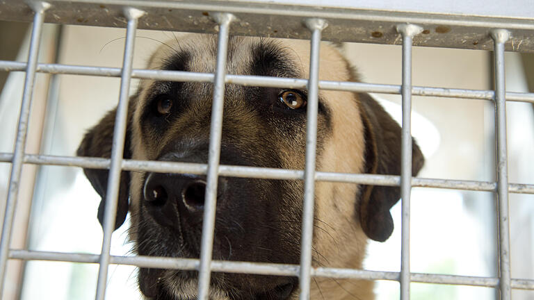 Kangal - Zwei ausgerissene Türkische Hirtenhunde sorgten in Aschaffenburg für Angst und Schrecken und einen großen Polizeieinsatz. Wie gefährlich sind diese Tiere? Kangal - Zwei ausgerissene Türkische Hirtenhunde sorgten in Aschaffenburg für Angst und Schrecken und einen großen Polizeieinsatz. Wie gefährlich sind diese Tiere?