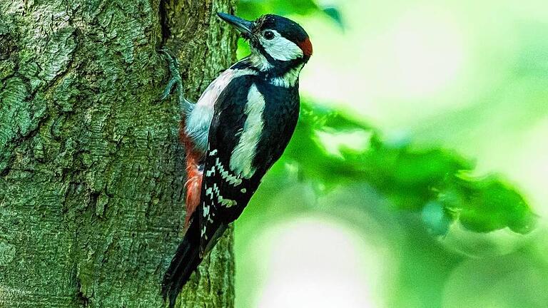 Der Namensgeber: Aus dem Spechtshardt, heute würde man sagen: Spechtewald, wurde der Spessart. Foto: Gerhard Hagen