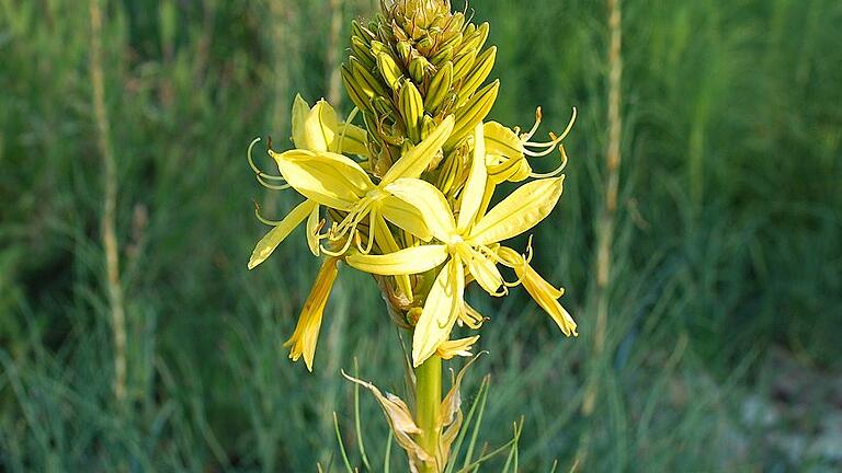 Die Junkerlilie ist eine Pflanze der mediterranen Felsheide im Botanischen Garten.