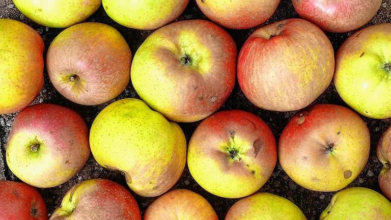 Gesund und lecker: Äpfel sind der ideale Snack.