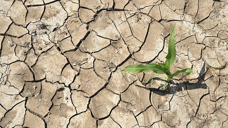 Wetterextreme: So reagiert die Landwirtschaft - Der aufgerissene und ausgetrocknete Ackerboden eines Maisfeldes. Wetterextreme: So reagiert die Landwirtschaft - Der aufgerissene und ausgetrocknete Ackerboden eines Maisfeldes.