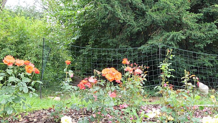 Rosen und Hühner – im Naturgarten der Pettinellas wird an vielen Ecken das Schöne mit dem Nützlichen und Ökologischen verbunden. - Rosen und Hühner – im Naturgarten der Pettinellas wird an vielen Ecken das Schöne mit dem Nützlichen und Ökologischen verbunden. Rosen und Hühner – im Naturgarten der Pettinellas wird an vielen Ecken das Schöne mit dem Nützlichen und Ökologischen verbunden. - Rosen und Hühner – im Naturgarten der Pettinellas wird an vielen Ecken das Schöne mit dem Nützlichen und Ökologischen verbunden.