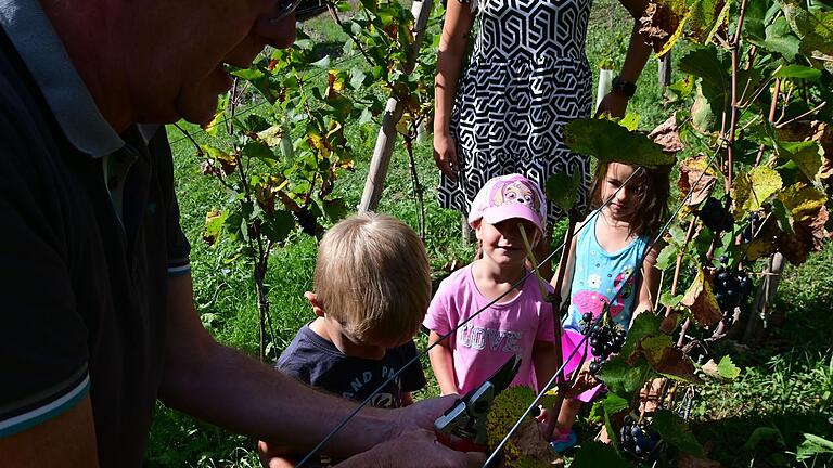 Fleißig ernteten die Kinder der Kindertagesstätte am Bildungscampus die Trauben im Schauweinberg in Grünsfeld hinter der Zehntscheune.