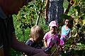 Fleißig ernteten die Kinder der Kindertagesstätte am Bildungscampus die Trauben im Schauweinberg in Grünsfeld hinter der Zehntscheune.