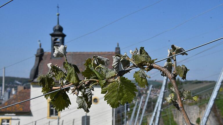 Frostschäden am Frickenhäuser Kapellenberg am Morgen des 23. April. Die Reben reagieren darauf mit neuen Trieben. Frostschäden am Frickenhäuser Kapellenberg am Morgen des 23. April. Die Reben reagieren darauf mit neuen Trieben.