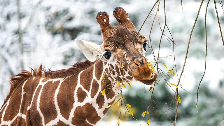 Auch im Winter ist der Tiergarten in Nürnberg einen Besuch wert. Er ist sogar an den Feiertagen geöffnet.