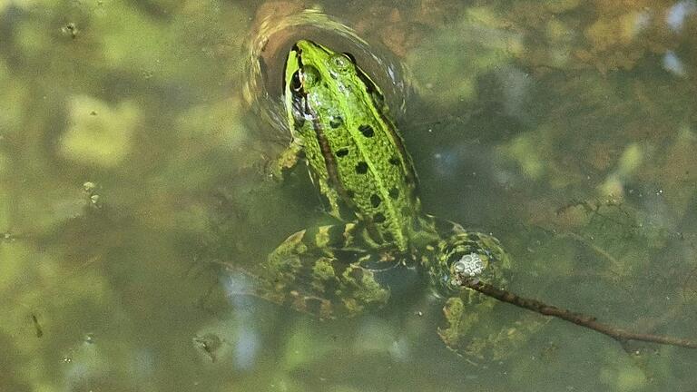 Dieser Teichfrosch in einem Tümpel im Wald bei Fatschenbrunn hat sich offenbar gerne von einer Wanderin fotografieren lassen.