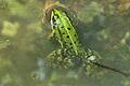 Dieser Teichfrosch in einem Tümpel im Wald bei Fatschenbrunn hat sich offenbar gerne von einer Wanderin fotografieren lassen.