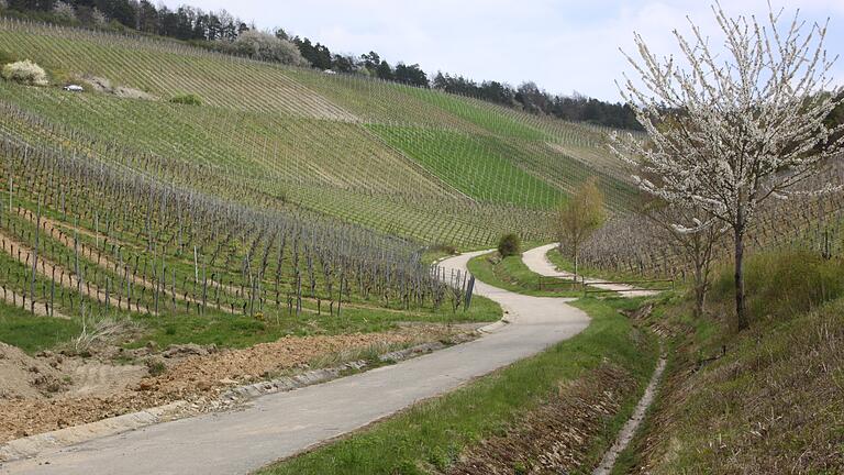 'Gewanne Thierthal' sollen die drei mittleren Züge dieser Retzbacher Weinberge künftig heißen. Derzeit gehören sie zur Lage Benediktusberg.