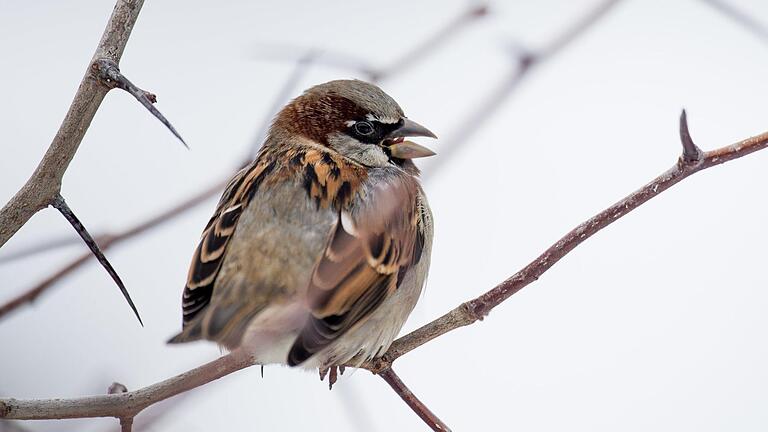 Der Haussperling belegte bei der Winterzählung der Gartenvögel nicht nur im Landkreis den ersten Platz.  Foto: Lukas Schulze/dpa       -  Der Haussperling belegte bei der Winterzählung der Gartenvögel nicht nur im Landkreis den ersten Platz.  Foto: Lukas Schulze/dpa