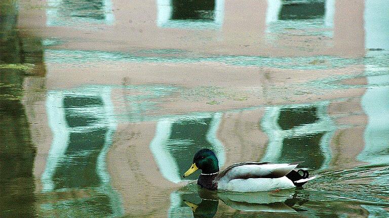 Harmlos: Die aktuell erhöhten Pegelstände der Fränkischen Saale in Bad Kissingen sind aus Sicht der Wasserwirtschaft eher ein positives Zeichen dafür, dass die niedrigen Grundwasserstände die Chance haben, sich zu erholen.