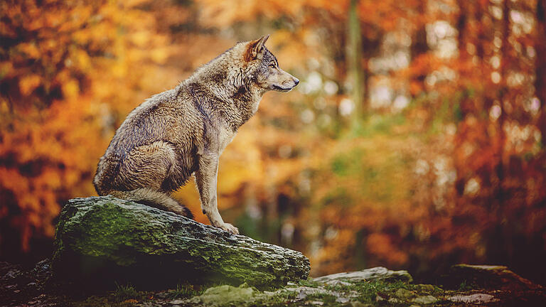 So schön wie der Wolf auf diesem Agenturbild aus einem Wildpark wurde die Rhöner Wölfin noch nicht fotografiert.