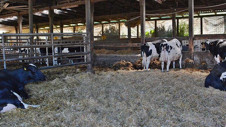 Dieser direkt angrenzende Stallbereich konnte vor den Flammen gerettet werden. Mittlerweile sind wieder die Kälber und Kühe hier untergebracht Dieser direkt angrenzende Stallbereich konnte vor den Flammen gerettet werden. Mittlerweile sind wieder die Kälber und Kühe hier untergebracht