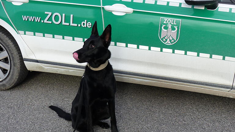 Zollhündin Tara - Zollhündin Tara im Dienst bei der Kontrolleinheit Verkehrswege in Bamberg (KEV). Zollhündin Tara - Zollhündin Tara im Dienst bei der Kontrolleinheit Verkehrswege in Bamberg (KEV).