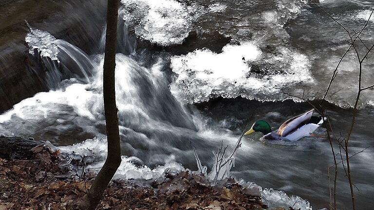 15 Frosttage gab es im Januar. Auch der Breitbach in Marktbreit war gefroren.