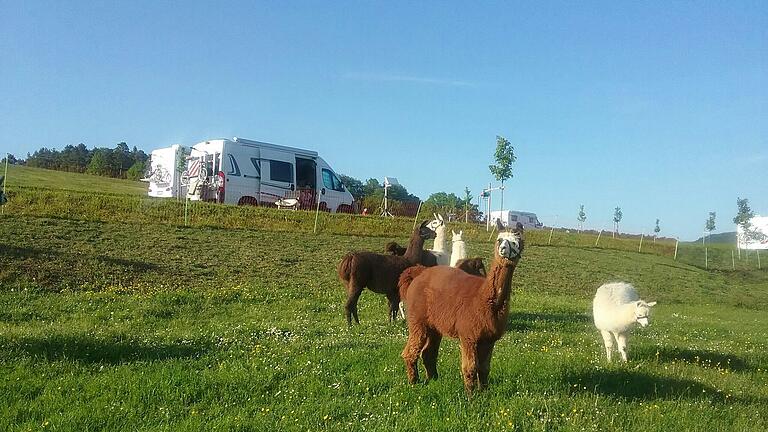 Lamas und andere Tiere gibt es auf dem Campingplatz Forellenhof in der Nähe von Hammelburg (Lkr. Bad Kissingen). Lamas und andere Tiere gibt es auf dem Campingplatz Forellenhof in der Nähe von Hammelburg (Lkr. Bad Kissingen).