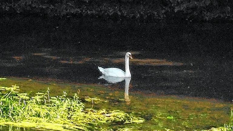 Allenthalben bestimmten in diesem heißen Sommer Schwimmpflanzen das Bild des Flachgewässers. Allenthalben bestimmten in diesem heißen Sommer Schwimmpflanzen das Bild des Flachgewässers.