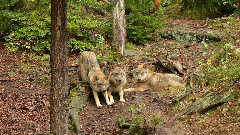 goldsteig       -  Im Nationalparkzentrum Falkenstein lebt ein Rudel Wölfe.