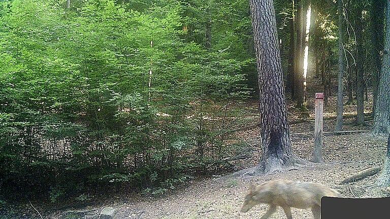 Vom 22. Juni stammt dieses Bild einer Wildkamera vom Wolf in der Rhön. Aus der gleichen Gegend kommt die jetzt analysierte Losung.