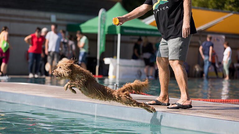 Dog Day       -  Zahlreiche Menschen und deren Vierbeiner besuchen am Sonntag (15.09.19) den „Dog Day“ im Sport- und Freizeitbad Silvana in Schweinfurt. #Hunde #Schwimmbad