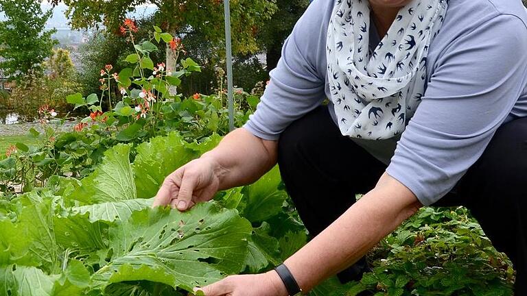Marianne Scheu-Helgert mit Chinakohl, der einer Schnecke schmeckte. Deshalb gilt: Am frühen Abend raus in den Garten und die Tiere absammeln. Gerade im Herbst &ndash; denn jetzt ist Paarungszeit.