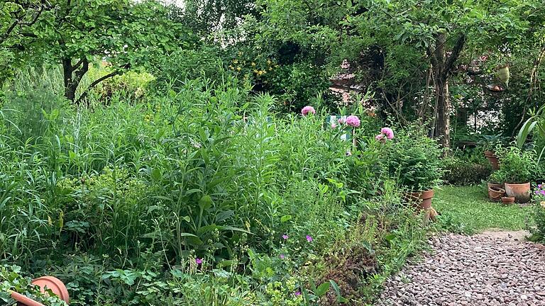 Ein schönes Beispiel naturnaher Bepflanzung im Privatgarten: Hohe Bäume kombiniert mit vier bis fünf Meter hohen Sträuchern, die für Schatten sorgen, eine üppige Staudenbepflanzung, die den Boden gut bedeckt und so vor Austrocknung schützt. Statt Platten wurden feuchtigkeitsdurchlässige Steine auf dem Weg verlegt und Rasenflächen sind nur so groß wie nötig. Hier wachsen unter anderem Platterbse und Goldrute.