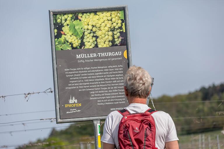 Die Iphöfer Weinentdeckerrunde ist ein herrlicher Spaziergang. Über einen Rebsorten-Lehrpfad führt der Weg der Entdeckerrunde bergauf Richtung Geschichtsweinberg. Die Iphöfer Weinentdeckerrunde ist ein herrlicher Spaziergang. Über einen Rebsorten-Lehrpfad führt der Weg der Entdeckerrunde bergauf Richtung Geschichtsweinberg.