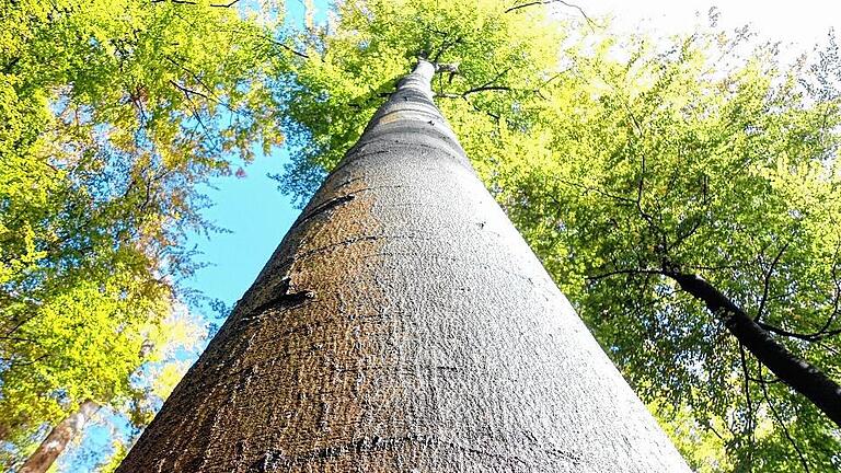 Eine mächtige Buche im Spessartwald bei Lohr: Ex-Nationalparkleiter Karl-Friedrich Sinner begrüßt die Pläne für einen Buchennationalpark in Franken, kritisiert jedoch das Vorgehen der Staatsregierung.