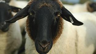 Bei der Einfahrt zur Rhön-Kaserne laufen vier herrenlose Rhönschafe herum. Die Polizei sucht nach dem Halter der Tiere.