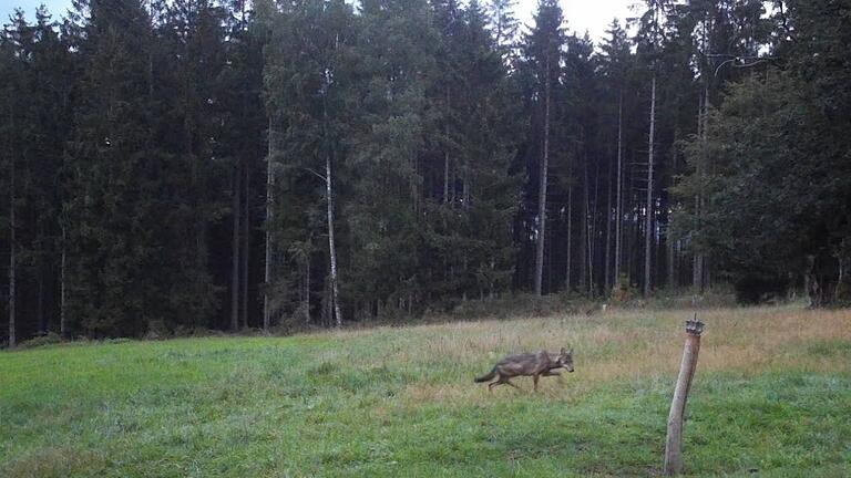 Ein Wolf wurde am 27. August in Lohrhaupten von einer Wildkamera fotografiert, vermutlich handelte es sich um die Problemwölfin GW3092f.