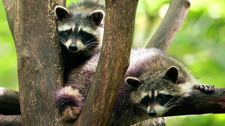 Am Tierheim des Landkreises Haßberge soll in einem Pilotprojekt des Landesverbandes des Tierschutzbundes ein Gehege für Waschbären errichtet werden.&nbsp;